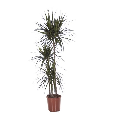 Dracaena Marginata (above 1m) Dracaena Marginata (above 1m)