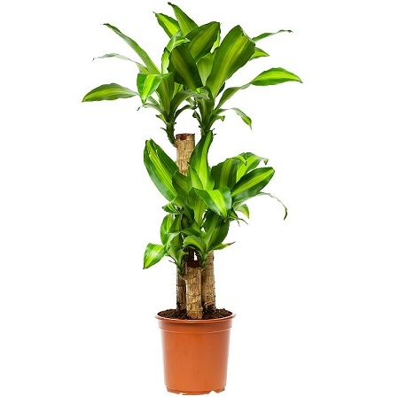 Dracaena Massangeana (above 1m) Dracaena Massangeana (above 1m)