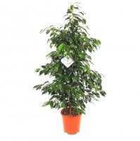 Ficus Benjamina Anastasia (above 1m)