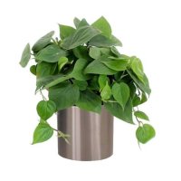 Bouquet of flowers Philodendron Zaporozhie
														