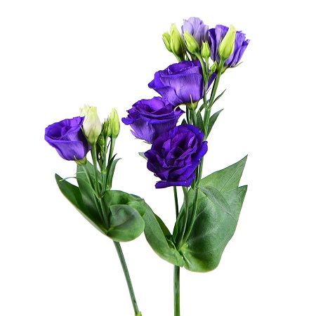 Фиолетовые эустомы поштучно Юбилейное (Запорожская область)