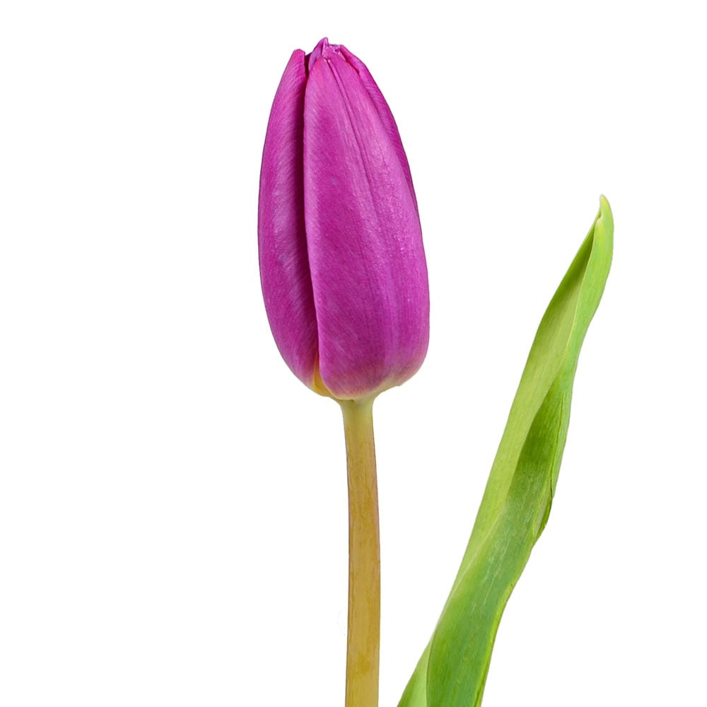 Purple tulips by the piece Girard