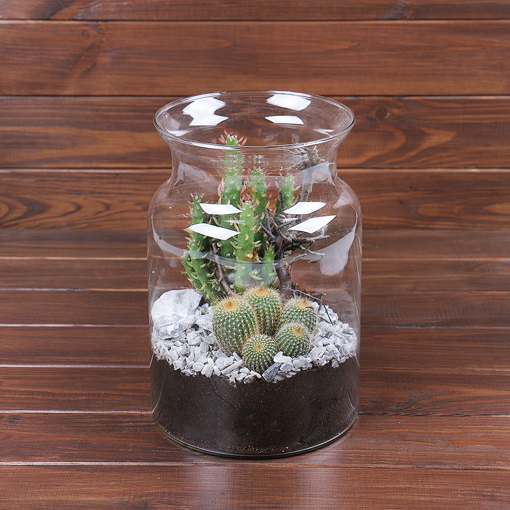 Vase with cacti