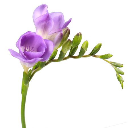 Freesia purple piece Verona