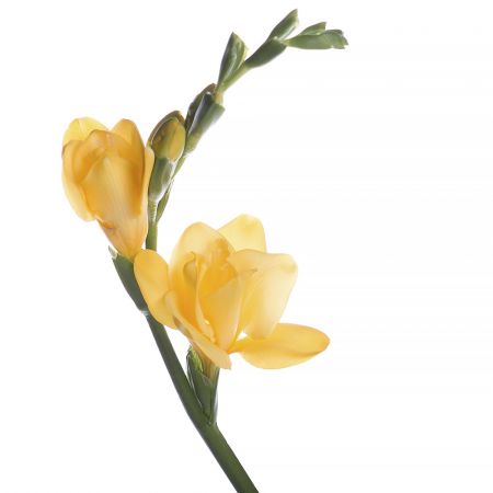 Freesia yellow piece Moranbah