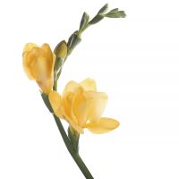 Freesia yellow piece