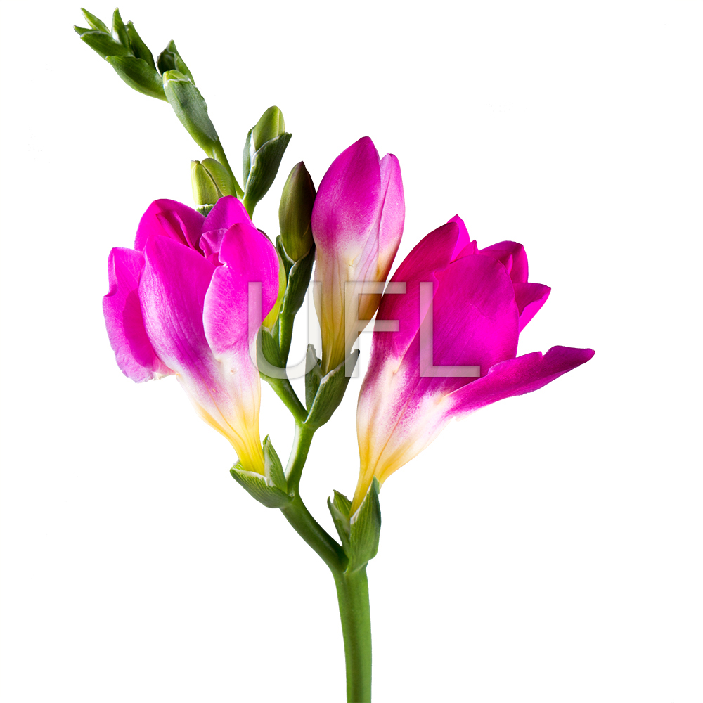 Фрезия розовая поштучно Бирмингем (США)