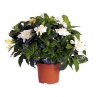  Bouquet Gardenia jasminoides
														