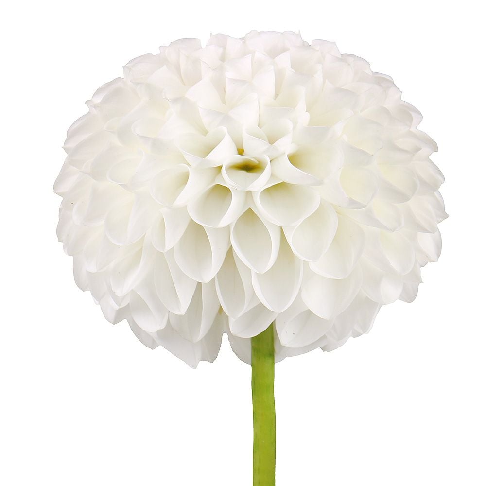 White dahlia by piece Anyang