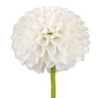 White dahlia by piece Bexley