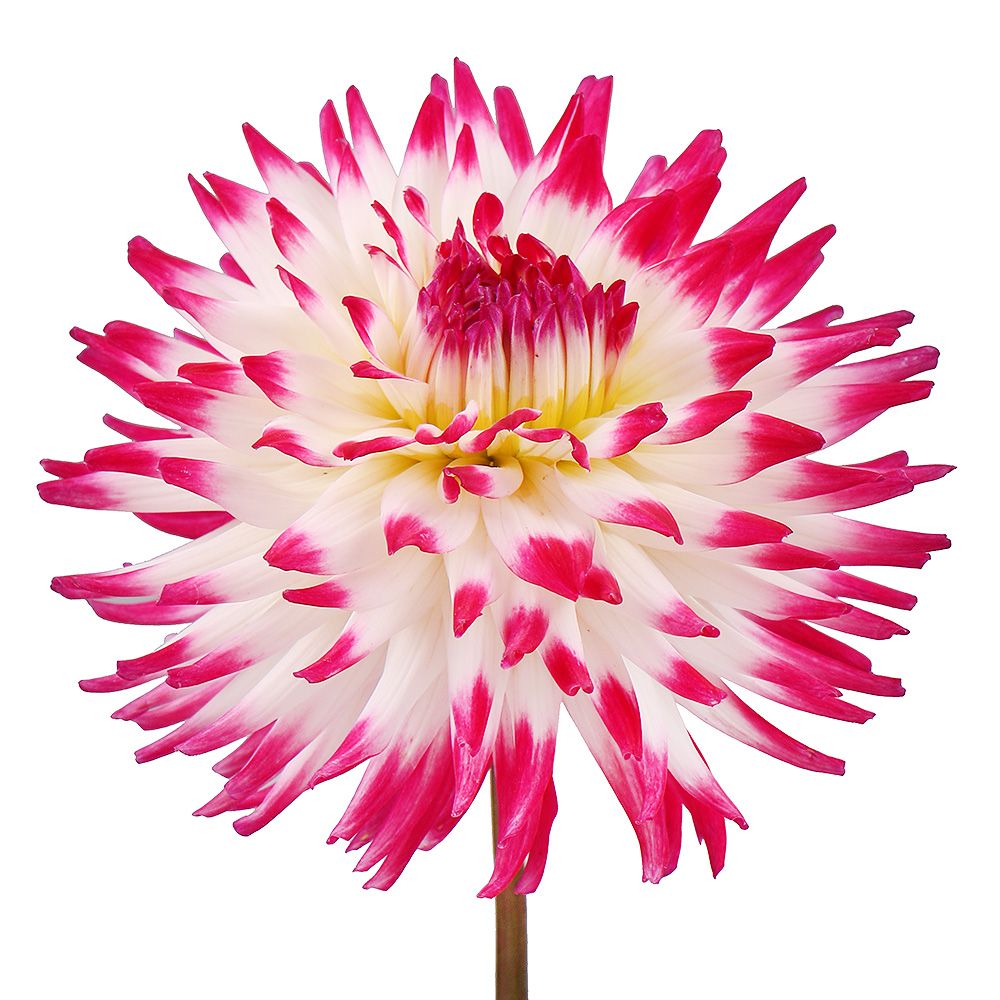 White-and-pink dahlia by piece Snjatin