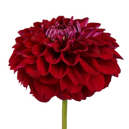 Burgundy dahlia by piece Bradbury