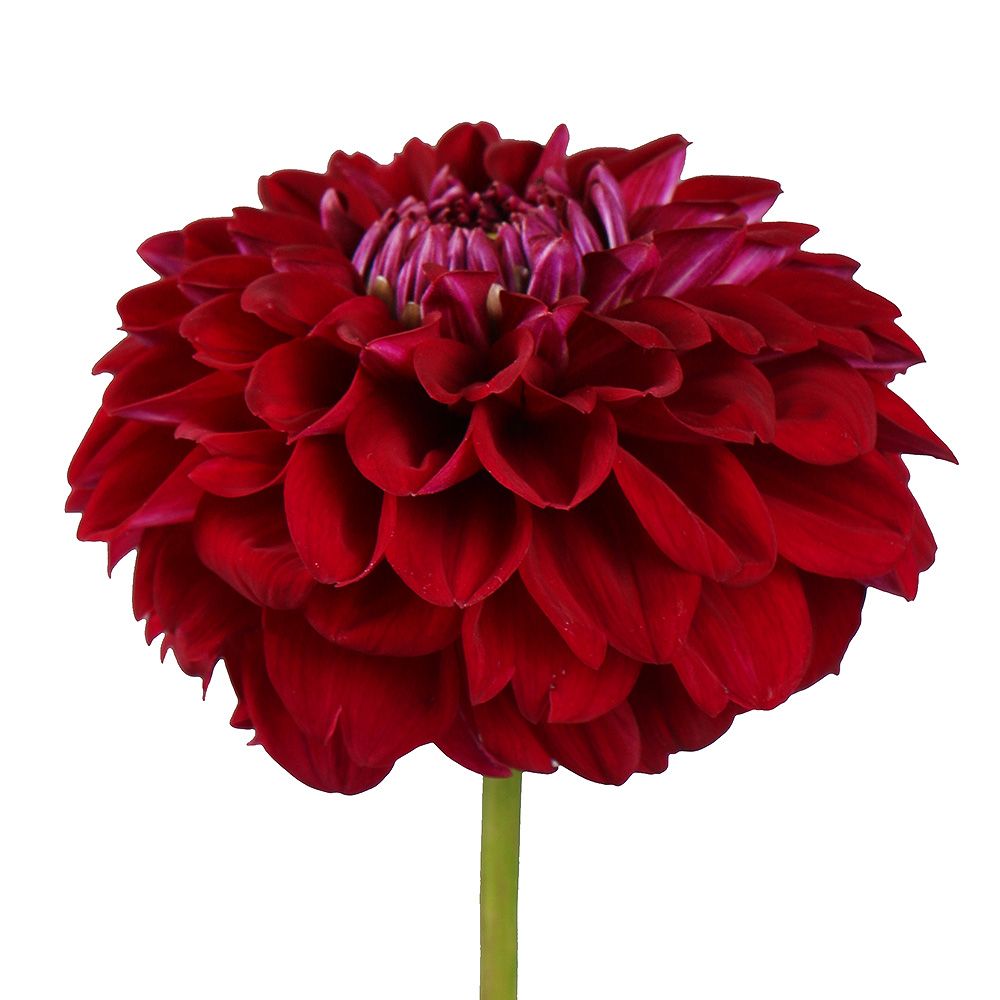 Burgundy dahlia by piece