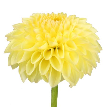 Yellow dahlia by piece Bad Nieuweschans