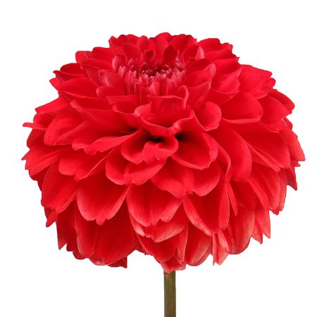 Red dahlia by piece Gotha (Thuringen)