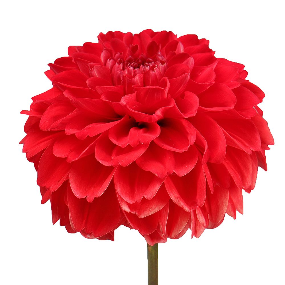 Red dahlia by piece Red dahlia by piece