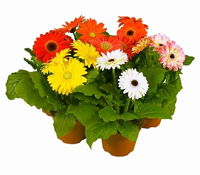 Bouquet of flowers Gerbera
													