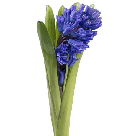 Hyacinth blue piece
