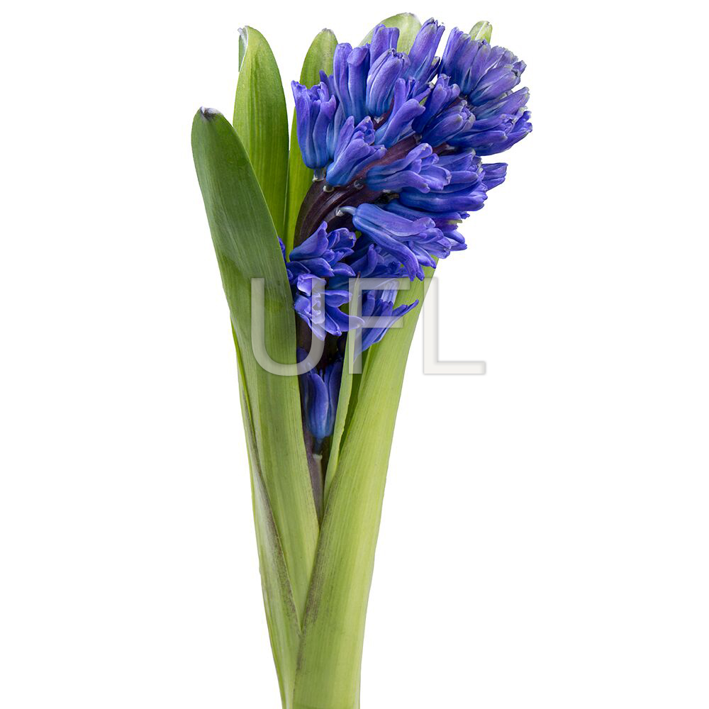 Hyacinth blue piece