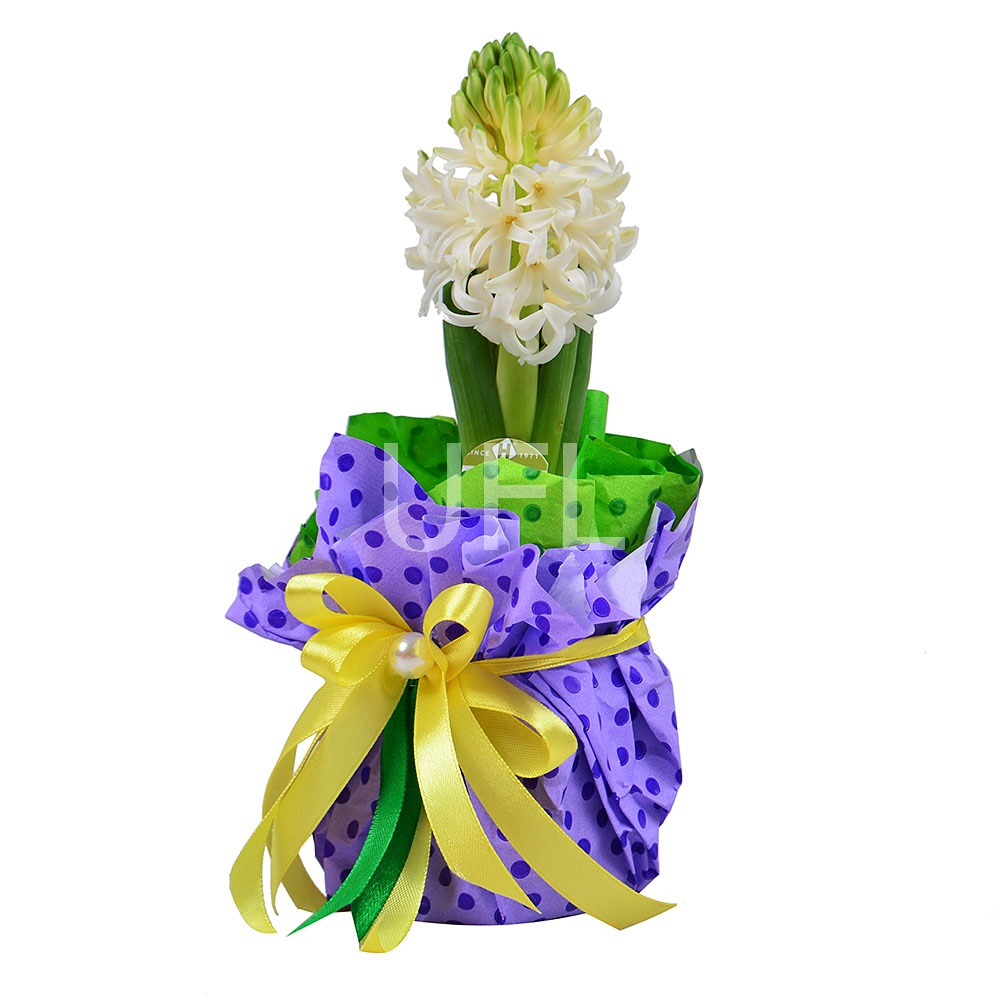 Hyacinth in a Pot