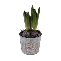 Hyacinth in the flowerpot