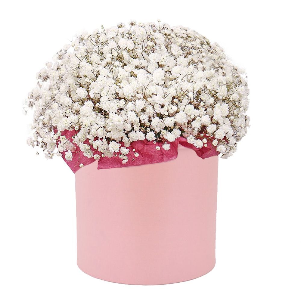 Baby's breath in a box