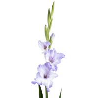 Gladiolus bicolor piece Marianske Lazne