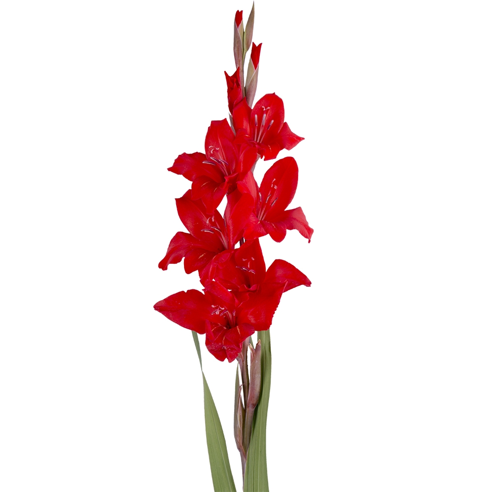 Gladiolus red piece Dnipro