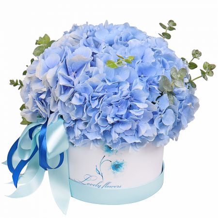 Blue hydrangea in a box Tbilisi