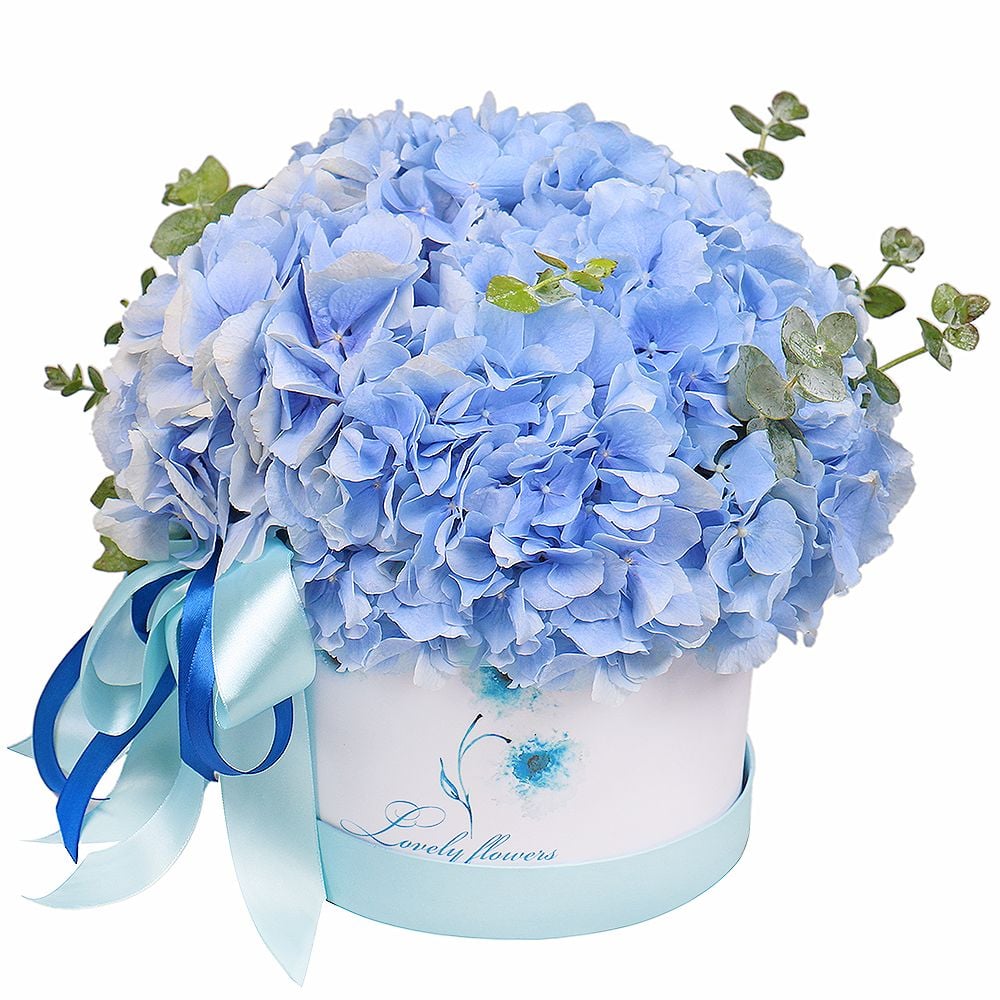 Blue hydrangea in a box Brokopondo