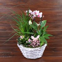Potted mix in a basket Mogilev