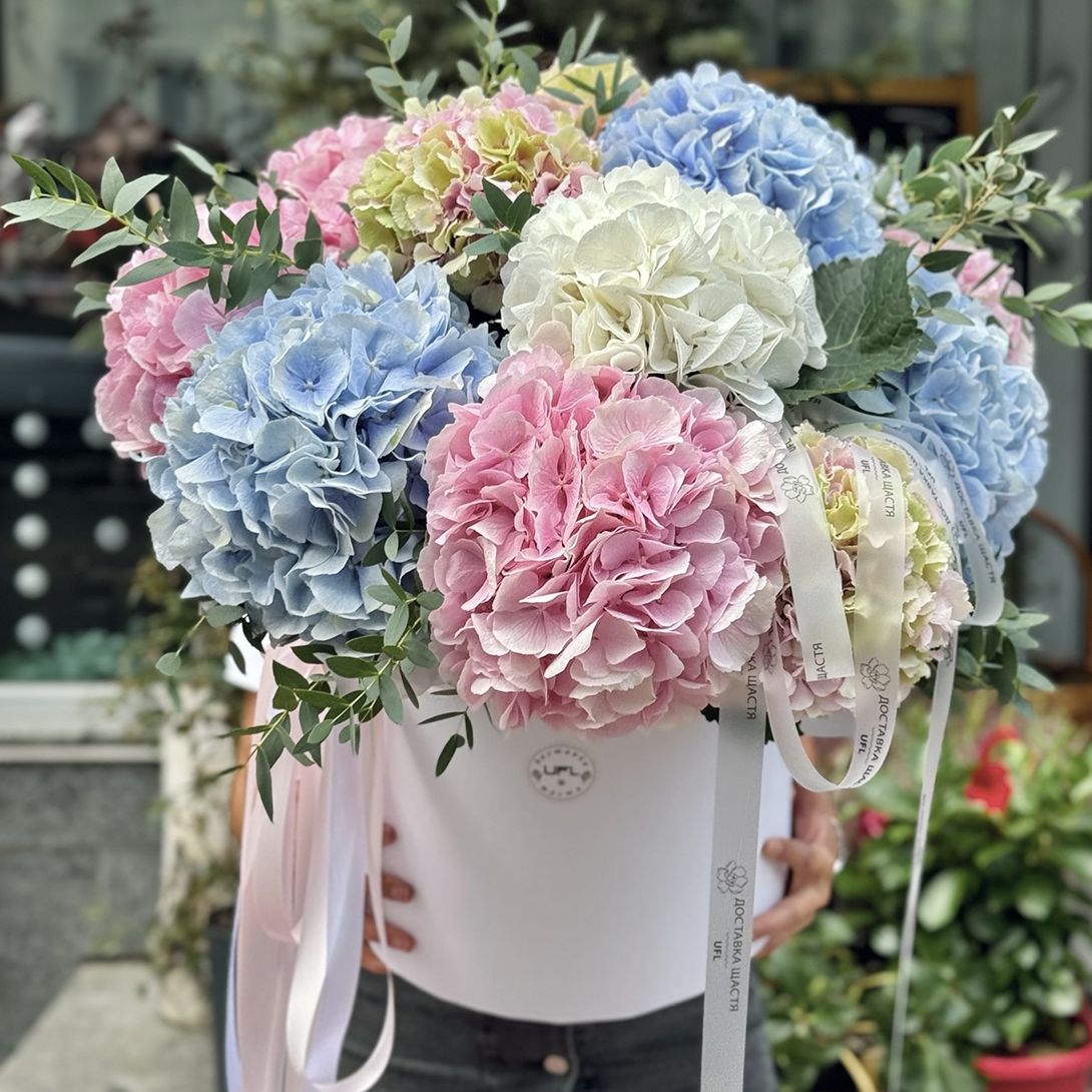 Гортензії мікс в коробці XXL 154 $