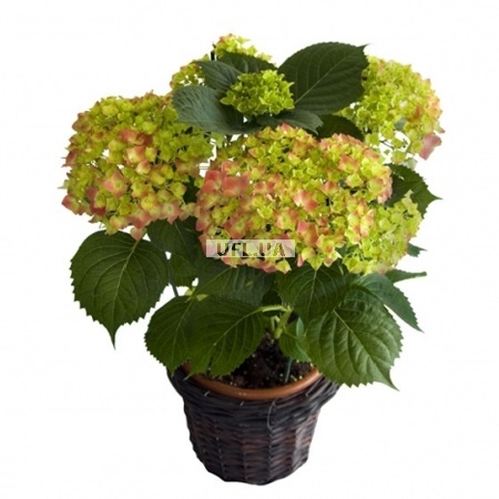 Bouquet of flowers Hydrangea
													