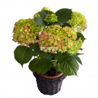 Bouquet of flowers Hydrangea
														