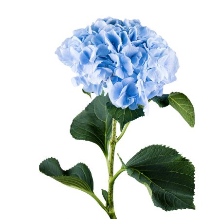 Blue hydrangea by piece Koria