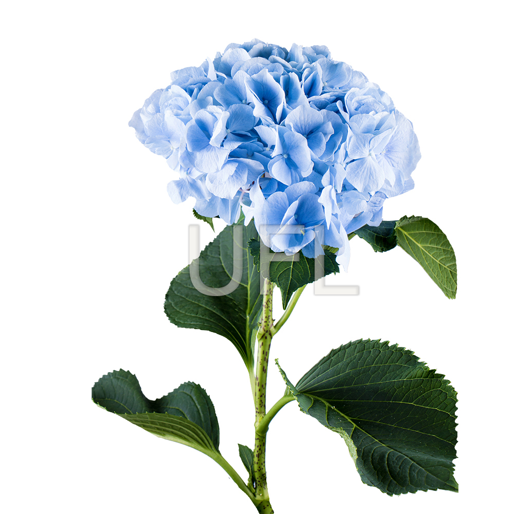 Blue hydrangea by piece Blue hydrangea by piece