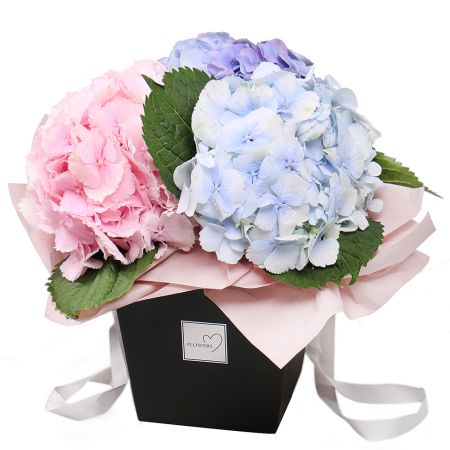 Hydrangea in a box Tbilisi