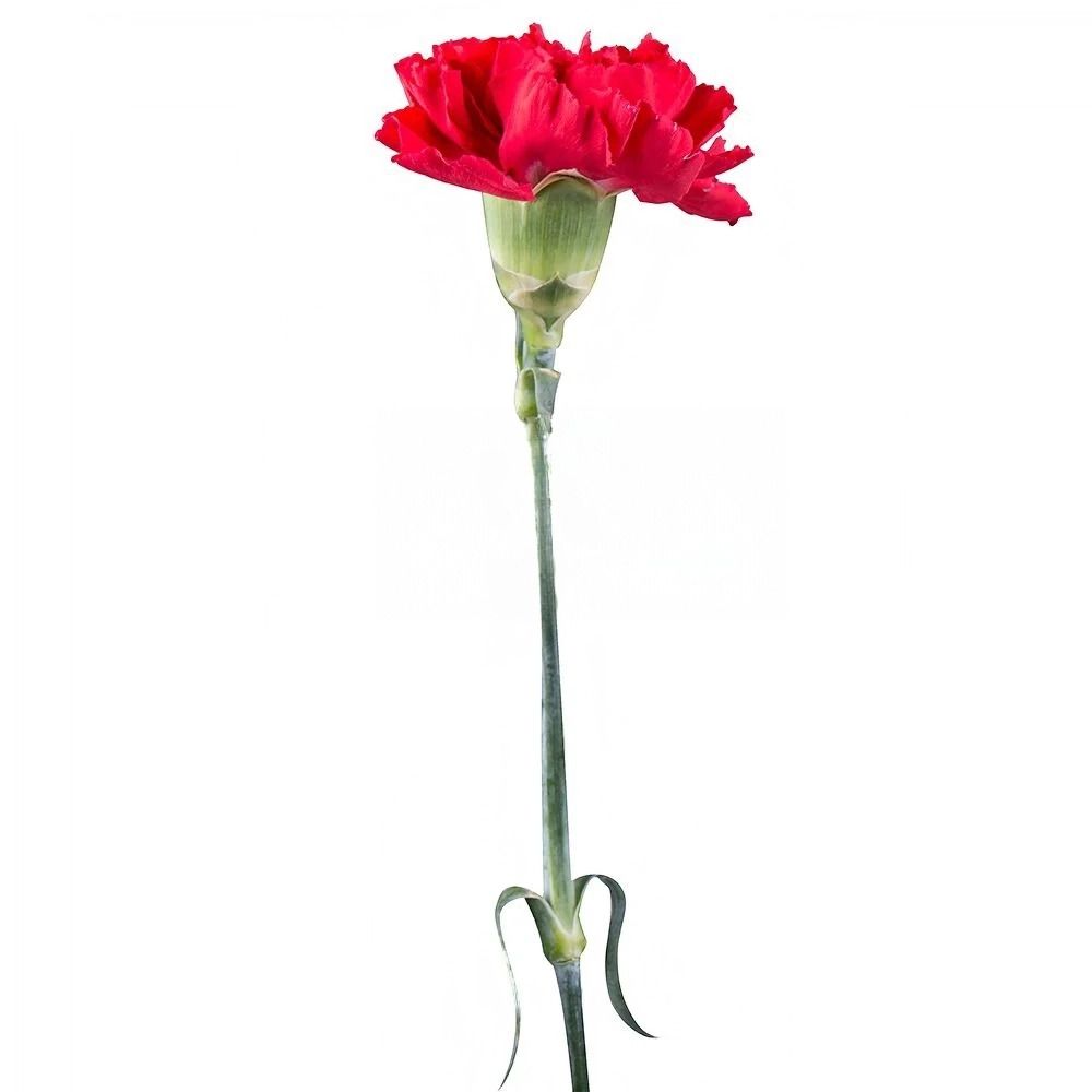 Carnation red piece