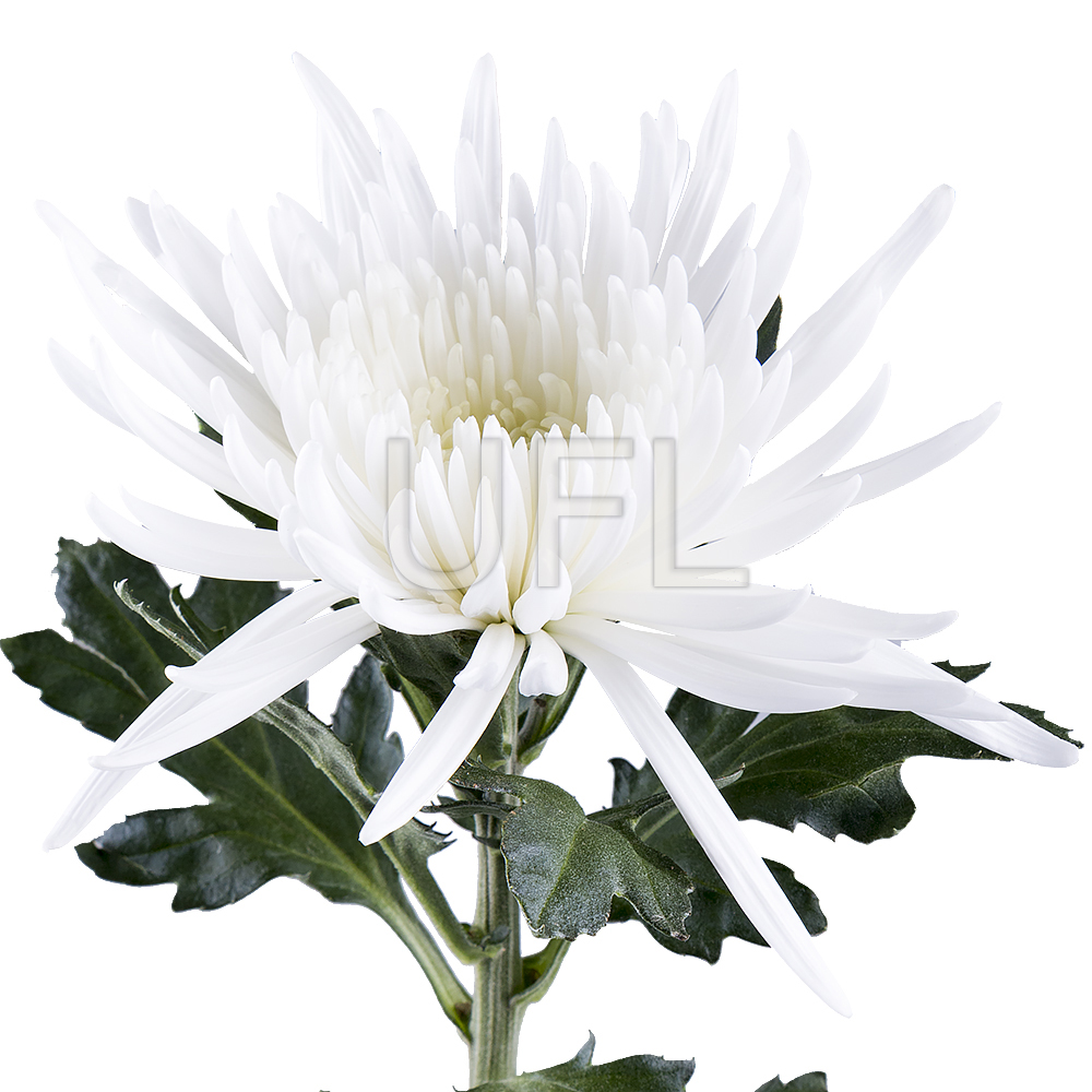 Хризантема біла поштучно Абердін (США)