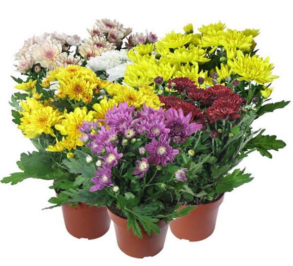 Bouquet of flowers Chrysanthemum
													