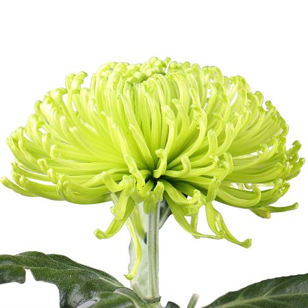 Chrysanthemum green piece Vieques