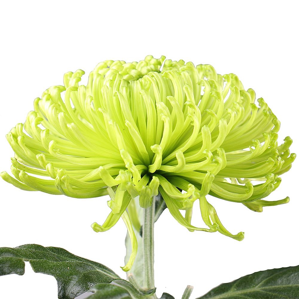 Chrysanthemum green piece Scopie