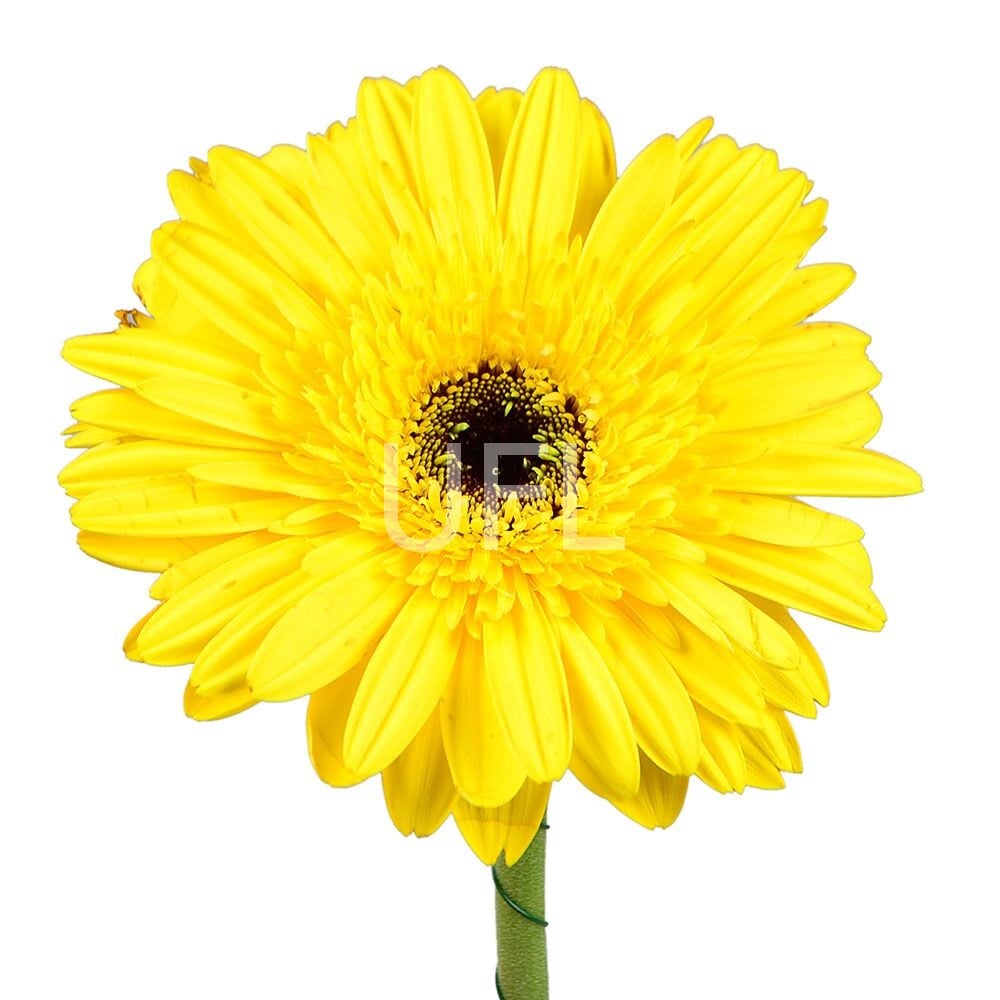 Yellow gerberas by the piece Yellow gerberas by the piece