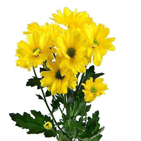 Желтые хризантемы поштучно (ветка) Дотан
