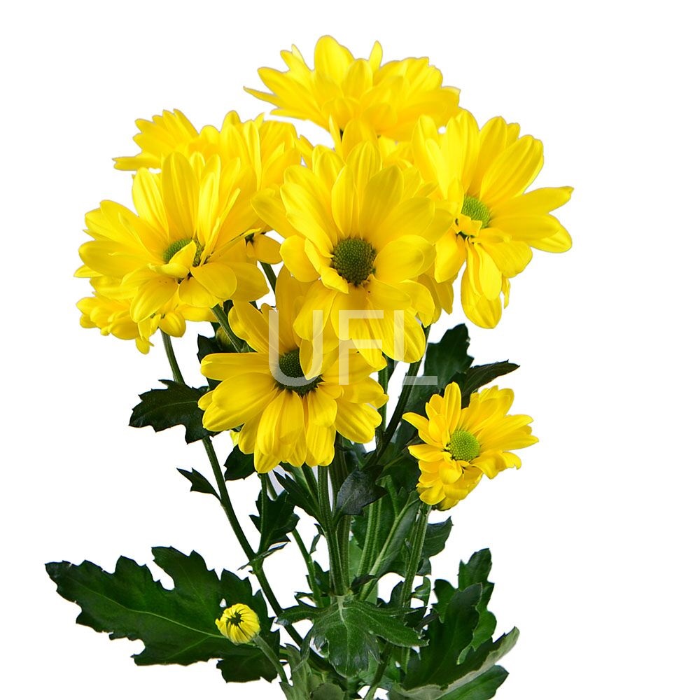 Yellow chrysanthemums by the piece (spray)