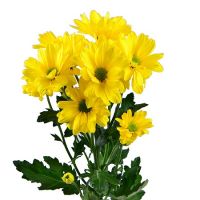 Желтые хризантемы поштучно (ветка)