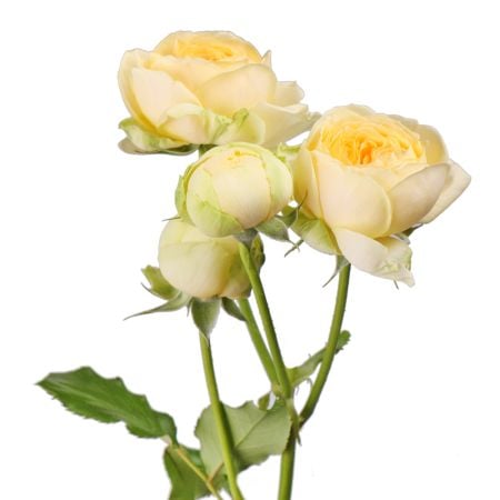 Пионовидная желтая роза поштучно Клайтеро