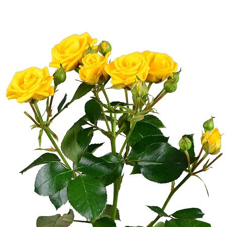Желтые кустовые розы поштучно Гирне