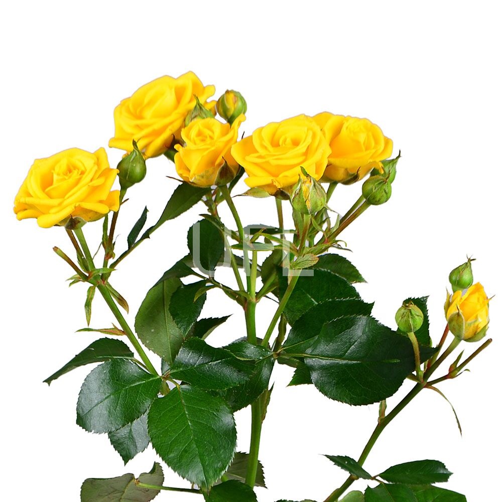 Желтые кустовые розы поштучно Борнмут