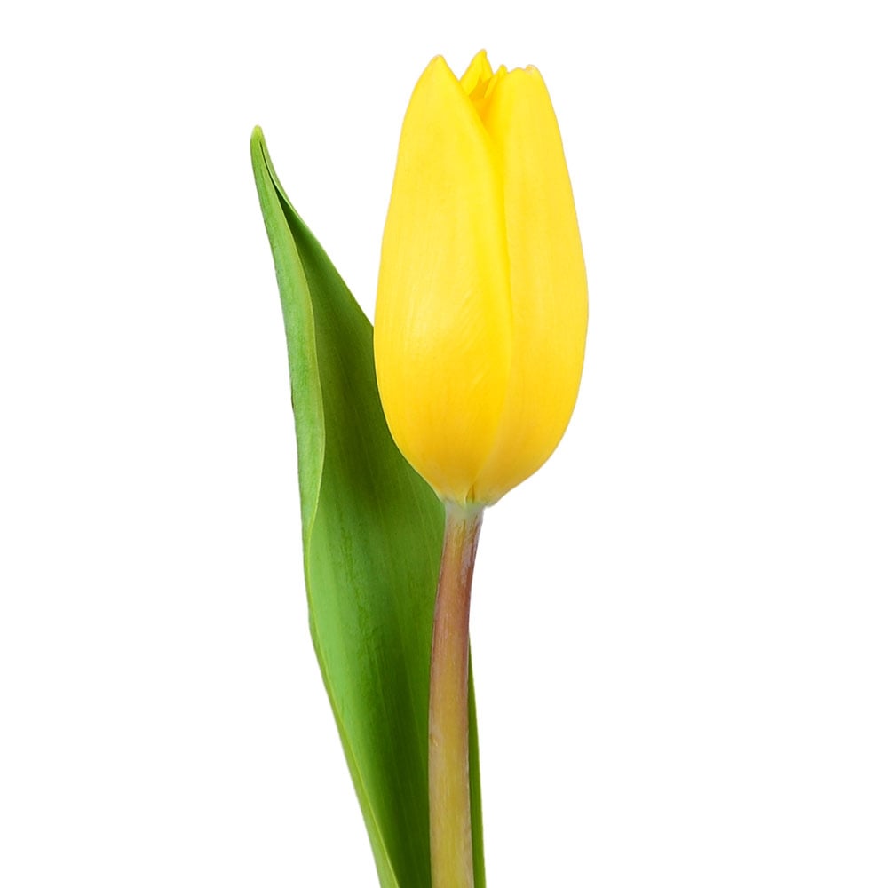Жовті тюльпани поштучно Київ